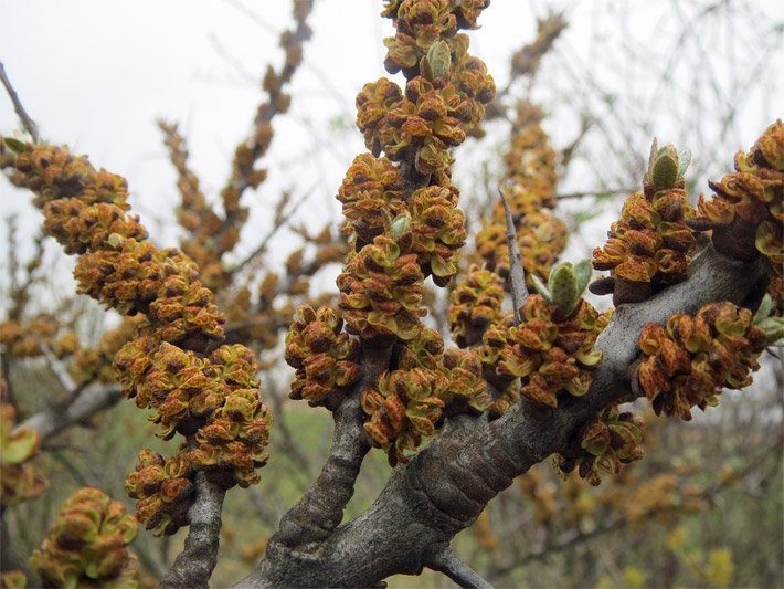 Orange-braune, männliche, kugelige Blüten eines Sanddorn-Strauches, botanischer Name Hippophae rhamnoides