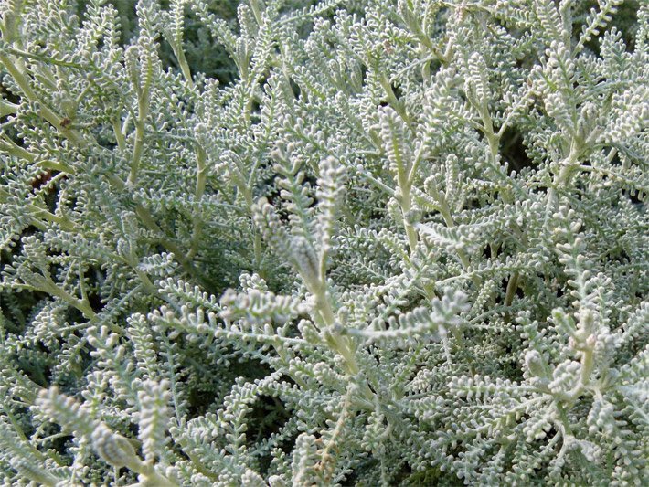 Grün-weißfilzigige Blätter von Santolina chamaecyparissus oder Grauem Heiligenkraut