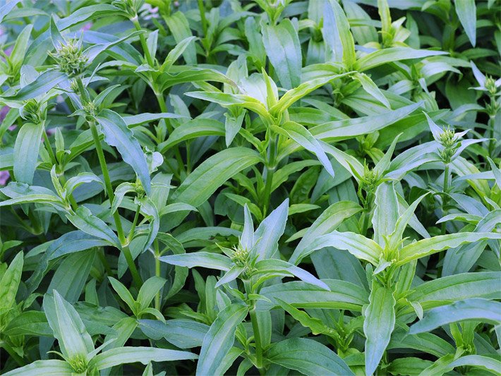 Grüne Blätter vom Gewöhnlichen oder Echten Seifenkraut in einem Gemüsebeet