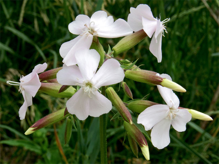 Weiße Blüten von einem Gewöhnlichen Seifenkraut, botanischer Name Saponaria officinalis
