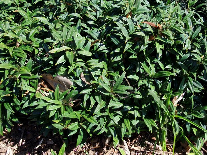 Duftende Fleischbeere / Himalaja-Schleimbeere, botanischer Name Sarcococca hookeriana var. humilis, mit grünen Blättern im Garten