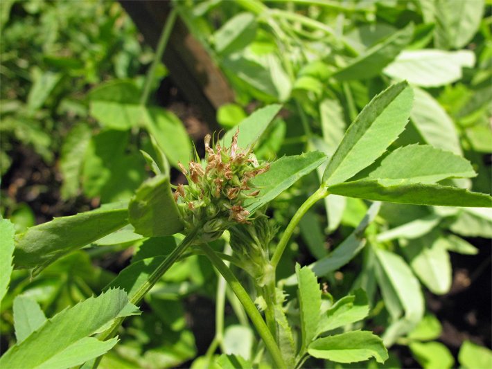 Blätter und Blüte einer Schabzigerklee-Pflanze, die auch Brotklee oder Käseklee genannt wird