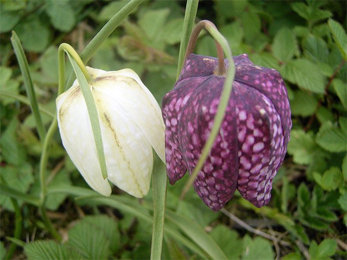 Zwei Schachbrettblumen, botanischer Name Fritillaria meleagris, mit purpur-rot-weißer und grün-weißer Blüten-Tüpfelung