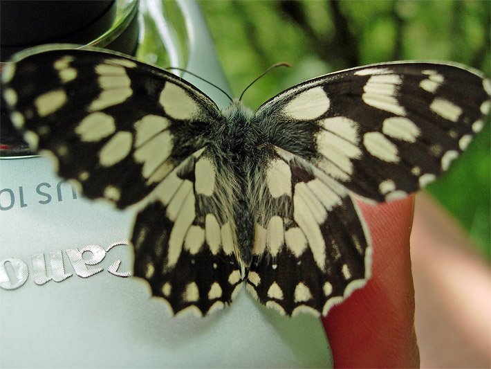 Foto von einem Schachbrett-Schmetterling mit schachbrettartigem, schwarz-weissem Flügelmuster, der auf einer silbernen Canon-Kamera sitzt