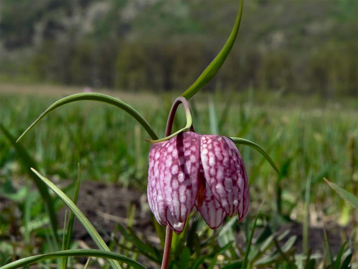 Purpurrot-weiß blühende Schachblume, auch Kiebitzei genannt, botanischer Name Fritillaria meleagris, auf einer Alpen-Wiese im Allgäu