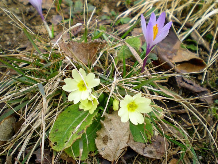 Tellerblüten mit blass-gelber Blüten-Farbe einer Schaftlosen Schlüsselblume, botanischer Name Primula vulgaris, neben einer noch nicht vollständig geöffneten blass-violetten Frühlings-Krokus-Blüte