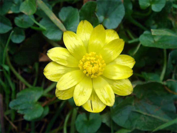 Gelbe Blüte von einem Scharbockskraut, botanischer Name Ficaria verna oder Ranunculus ficaria