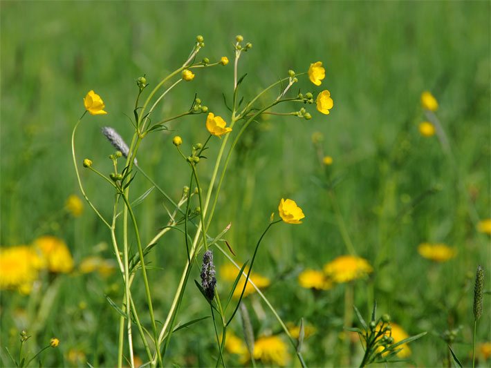 Scharfer Hahnenfuß (auch Butterblume), botanischer Name Ranunculus acris, mit gelben Blüten auf einer Wiese