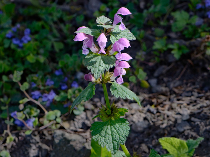 Blumen-Beispiel für einen schattigen Standort mit purpurfarben blühender Gefleckter Taubnessel, botanischer Name Lamium maculatum, im Schatten an einem Waldrand