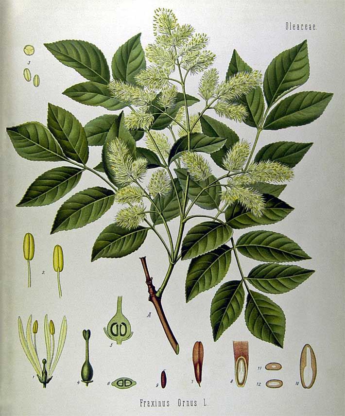 Schaubild von einem blühenden Zweig einer Manna-Esche mit Einzeldarstellung von Blüte, Staubgefässen, Pollen, Fruchtknoten, Frucht und Samen in verschiedenen Grössen und Ansichten.