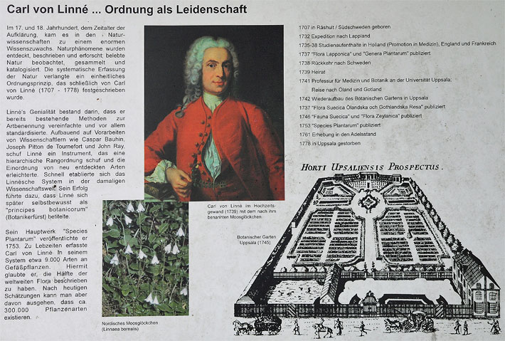 Schautafel mit Farbbild und Biografie - Ordnung als Leidenschaft - von Carl von Linné im Hochzeitsgewand von 1739 und einem Foto des nach ihm benannten Nordischen Moosglöckchens Linnaea borealis sowie einer alten schwarz-weissen Zeichnung des Botanischen Gartens Uppsala von 1745, Veröffentlichung mit freundlicher Genehmigung des Botanischen Gartens München-Nymphenburg