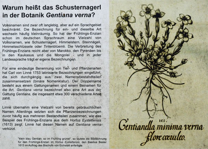 Schautafel mit dem Titel - Warum heißt das Schusternagerl in der Botanik Gentiana verna ? - über den Grund der Bezeichnung von Pflanzen mit einem Doppelnamen, Veröffentlichung mit freundlicher Genehmigung des Botanischen Gartens München-Nymphenburg