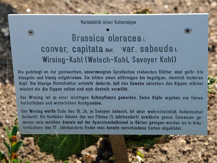 Pflanzen-Namensschild mit der Beschriftung Variabilität einer Kultursippe, Brassica oleracea L. convar. capitata Alef. var. sabauda L., Wirsing Kohl (Welsch-Kohl, Savoyer Kohl), Veröffentlichung mit freundlicher Genehmigung des Botanischen Gartens München-Nymphenburg