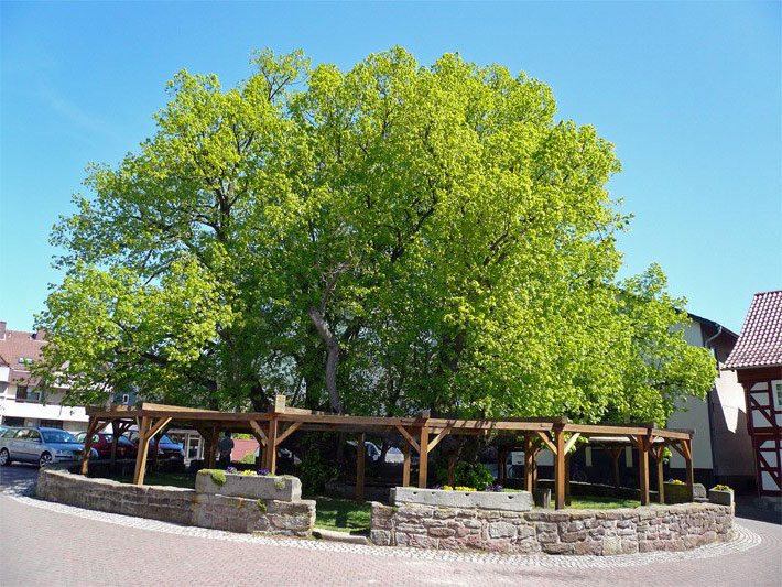 Die Schenklengsfelder Dorflinde mit hellgrünen Blättern an einem Sonnentag im Frühling