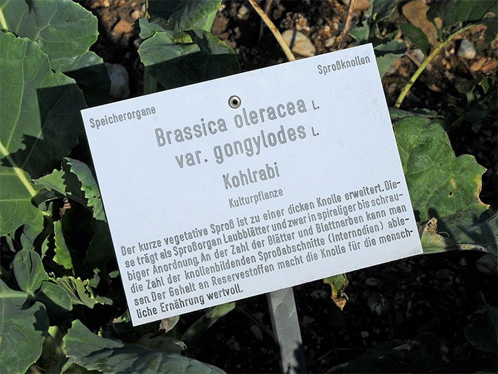 Pflanzen-Schild mit der Beschriftung Speicherorgane Sproßknollen, Brassica oleracea L. var. gongylodes L. Kohlrabi Kulturpflanze, Der kurze vegetative Sproß ist zu einer dicken Knolle erweitert. Diese trägt als Sproßorgan Laubblätter und zwar in spiraliger bis schraubiger Anordnung. An der Zahl der Blätter und Blattnarben kann man die Zahl der knollenbildenden Sproßabschnitte (Internodien) ablesen. Der Gehalt an Reservestoffen macht die Knolle für die menschliche Ernährung wertvoll. Veröffentlichung mit freundlicher Genehmigung des Botanischen Gartens München-Nymphenburg.