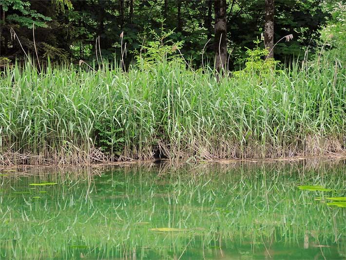 Phragmites Schilf-Röhricht an einem Waldweiher in Oberbayern