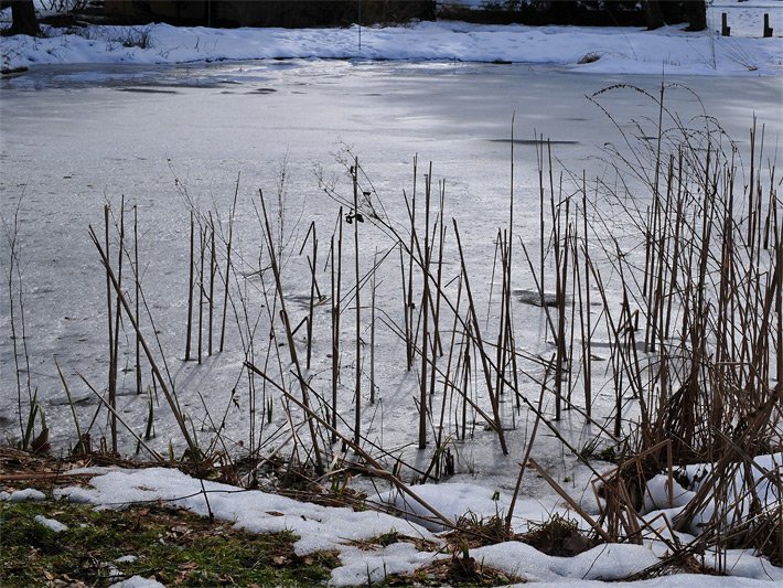 Schilfrohr bzw. Schilf im Winter an einem kleinen Weiher