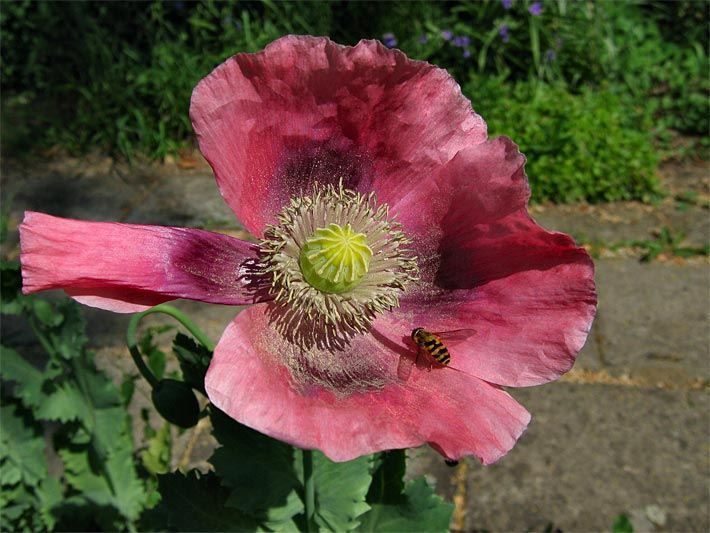 Dunkelrote Blüte von einem Schlafmohn, botanischer Name Papaver somniferum, mit Biene