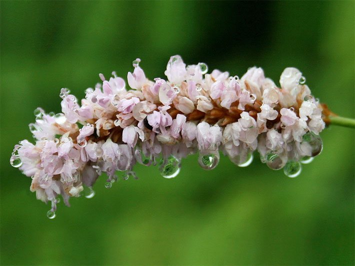 Weiß-rosa, längliche Bürsten-Blüte mit zylinderförmiger Scheinähre von einem Wiesen- oder Schlangen-Knöterich, botanischer Name Bistorta officinalis, mit Tautropfen.