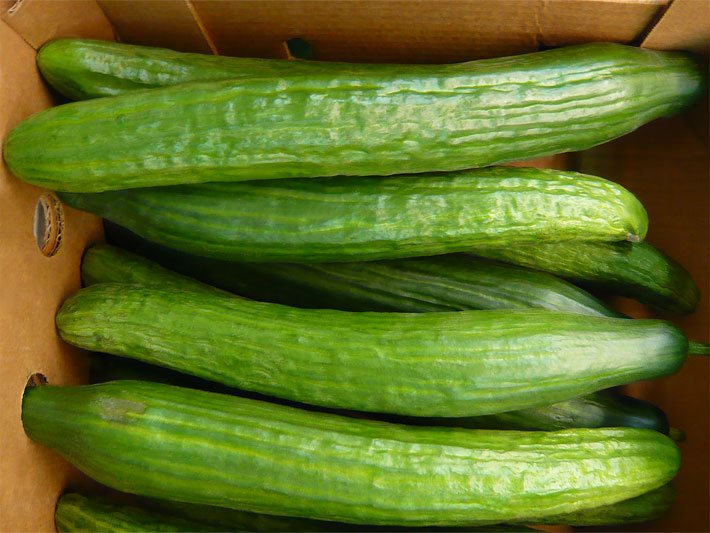 Lange grüne Salat-Gurken aus dem Freiland-Anbau, auch Schlangengurken genannt, in einer Gemüse-Kiste
