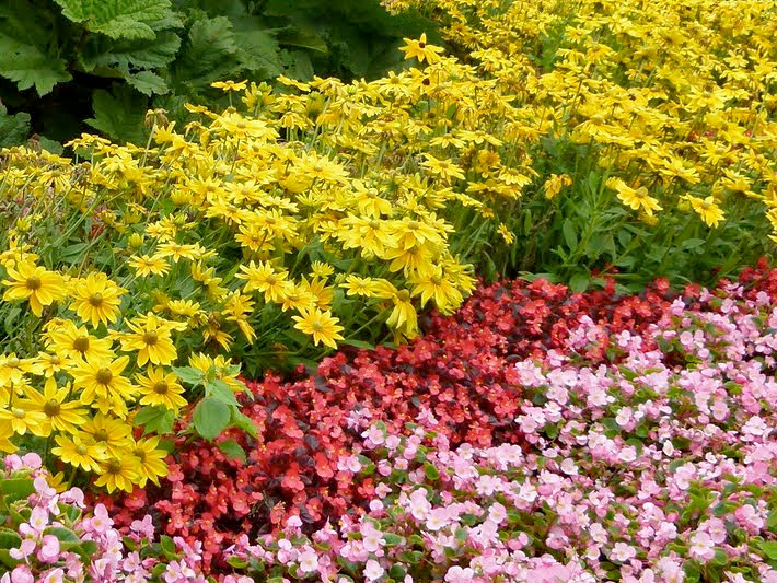 Gelb blühender Schlitzblättriger Sonnenhut, botanischer Name Rudbeckia laciniata, in einer Blumenrabatte mit Semperflorens-Begonien