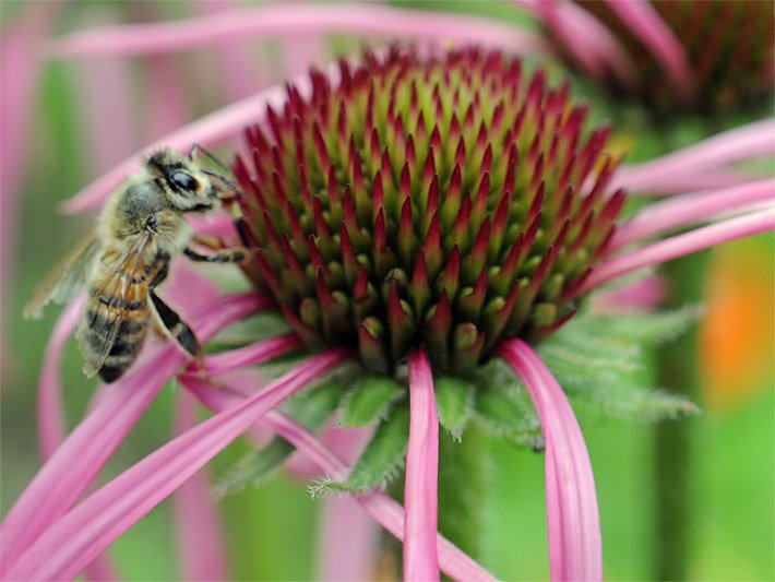 Purpur farbene Blüte von einem Schmalblättrigen Sonnenhut, botanischer Name Echinacea angustifolia, mit Körbchen-Blütenstand und dunkelroten Röhrenblüten