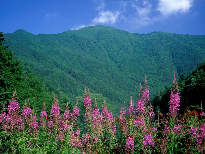 Eine größere Ansammlung des rosa-violett blühenden Schmalblättrigen Weidenröschen, botanischer Name Epilobium angustifolium, im Gebirge