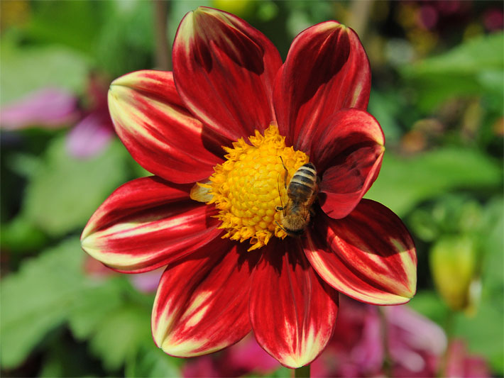 Dunkelrote Blüte mit gelber Blütenmitte einer Schmuck-Dahlie der Sorte Spartacus, botanischer Name Dahlia Hybride, auf der eine Biene sitzt 