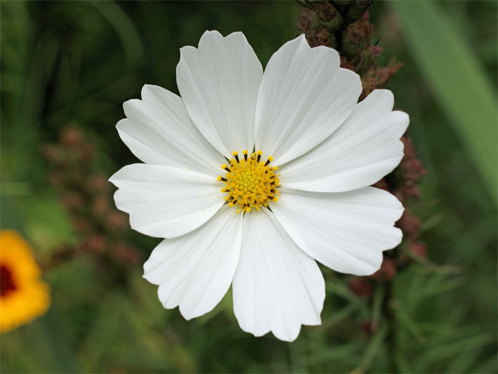 Weiße, Körbchen-Blüte von einem Schmuckkörbchen, botanischer Name Cosmos bipinnatus oder Cosmea bipinnata