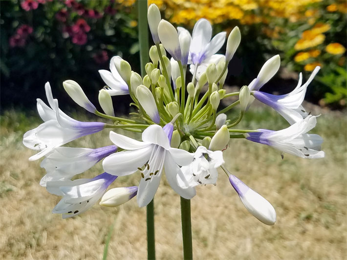 Weiße, trichterförmige Blüten mit lila Blütenbasis einer Schmucklilien-Hybride, botanischer Name Agapanthus, der Sorte Twister als Topfblumen auf der Terrasse