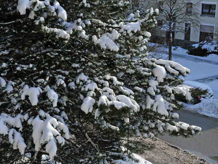 Schneebedeckte Nadelzweige einer großen Kiefer im Winter am Strassenrand, gegenüber ein kleiner Laubbaum ohne Blätter