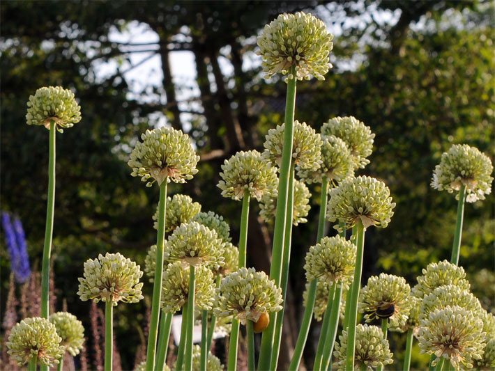 Weiße, kugelförmige Blüten vom Schneeglöckchen-Lauch, botanischer Name Allium galanthum