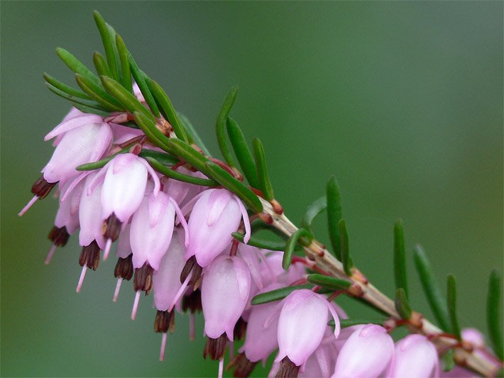 Ast einer Schneeheide/Winterheide, botanischer Name Erica carnea, mit traubig stehenden rosa Blüten, dunklen Staubblättern und nadelförmigen, grünen Blättern