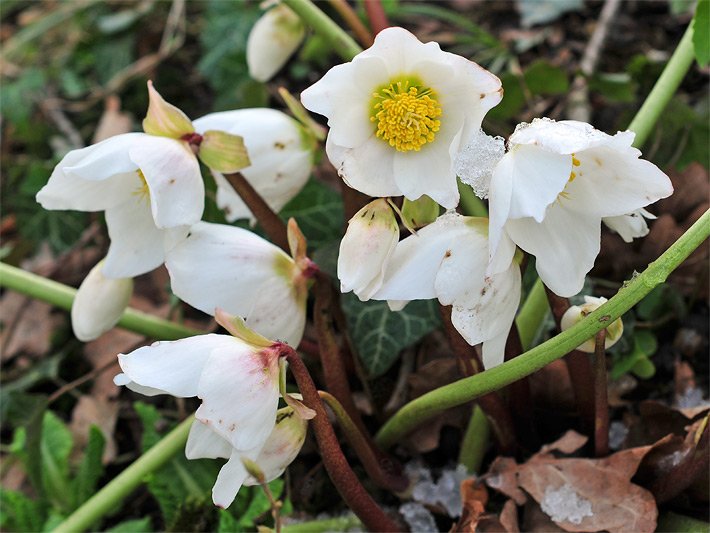 Weiße Blüten, gelbgrüne Nektarblätter und gelbe Staubblätter einer Christrose oder Schneerose, botanischer Name Helleborus niger, mit Schnee-Resten im Winter