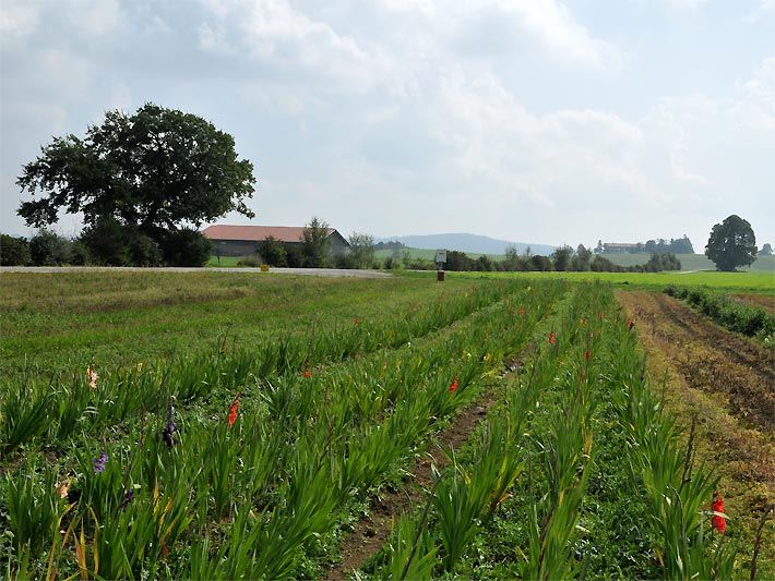 Schnittblumenfeld im Sommer zum Anbauen verschiedener Blumen-Arten