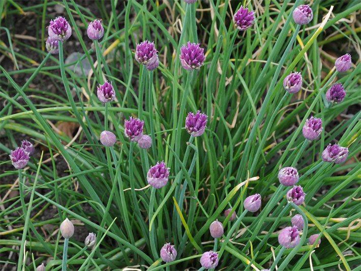 Violette Schnittlauch-Blüten, botanischer Name Allium schoenoprasum