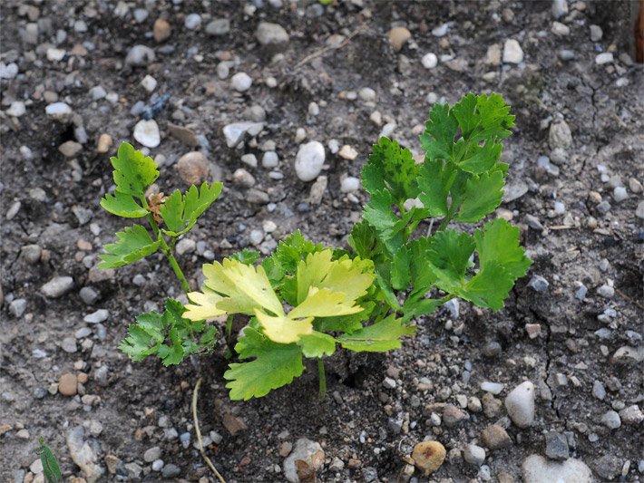 Schnittsellerie- oder Würzsellerie-Jungpflanzen mit petersilienähnlichen Blättern