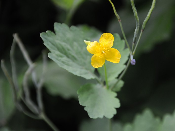 Gelbe Schöllkraut-Blüte, botanischer Name Chelidonium majus, im Wald