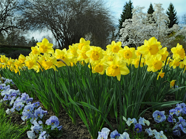 Blumenbeet mit typischen, schönen Frühlingsblumen bestehend aus Gelben Narzissen (auch Osterglocken, Osterglöckchen) und weiß, blau-lila Horn-Veilchen, botanischer Namen Narcissus pseudonarcissus und Viola cornuta