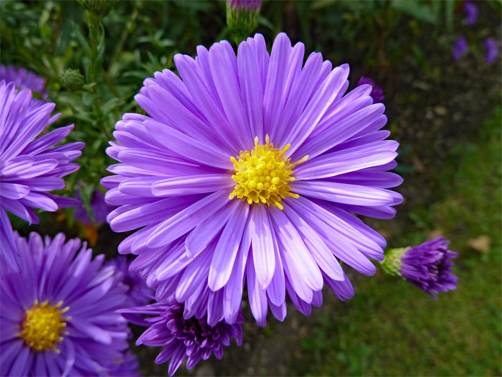 Typische, schöne Herbstblumen am Beispiel der rosa-violett blühenden Sorte Karminkuppel einer Glattblatt-Aster, botanischer Name Aster novi-belgii 