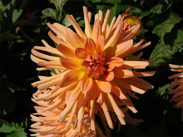 Typische, schöne Sommerblumen am Beispiel einer orange-rot blühenden Sorte einer Kaktus-Dahlie, botanischer Name Dahlia Garden Party