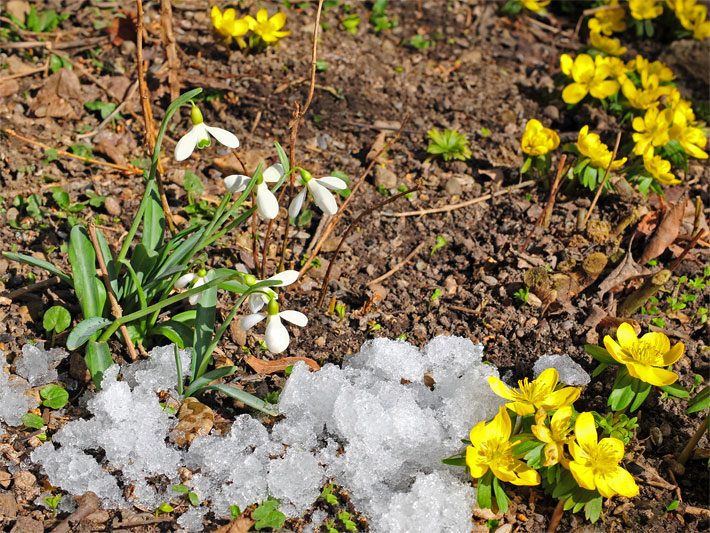 Typische, schöne Winterblumen im Spät-Winter neben Schnee-Resten mit gelb blühenden Winterlingen und weißen Kleinen Schneeglöckchen, botanische Namen Eranthis hyemalis und Galanthus nivalis