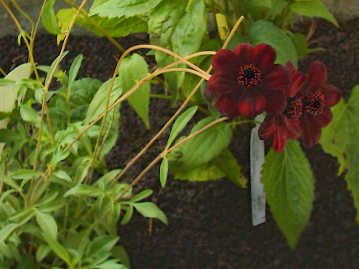 Schwarz-rote Blüten einer Schokoladen-Kosmee, botanischer Name Cosmos atrosanguineus