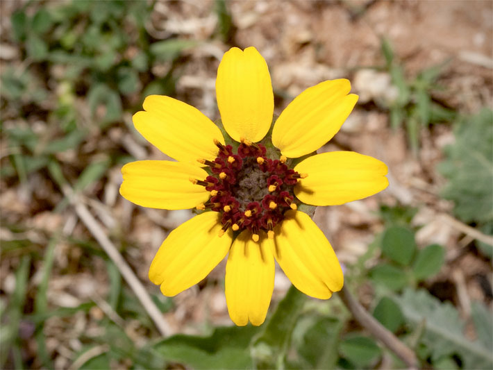 Gelbe, nicht essbare Blüte einer Schokoladenblume, botanische Name Berlandiera lyrata, in einem Blumenbeet