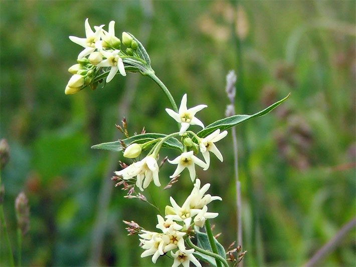 Gelblich-weiße Blüten einer Schwalbenwurz