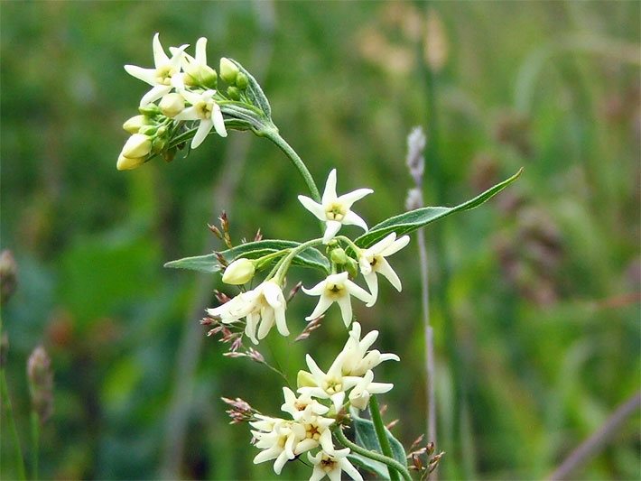 Gelblich-weiße Blüten einer Schwalbenwurz