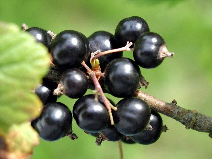 Schwarze Früchte an dem Ast einer Schwarzen Johannisbeere, botanischer Name Ribes nigrum