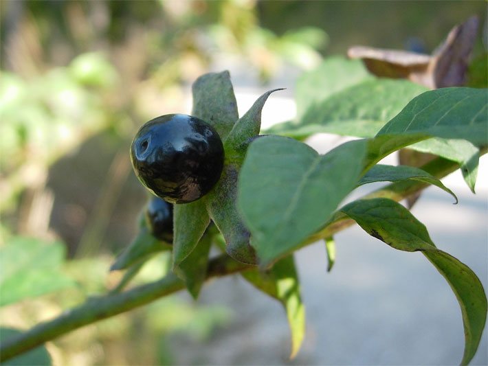 Schwarze Beere einer Schwarzen Tollkirsche, botanischer Name Atropa belladonna