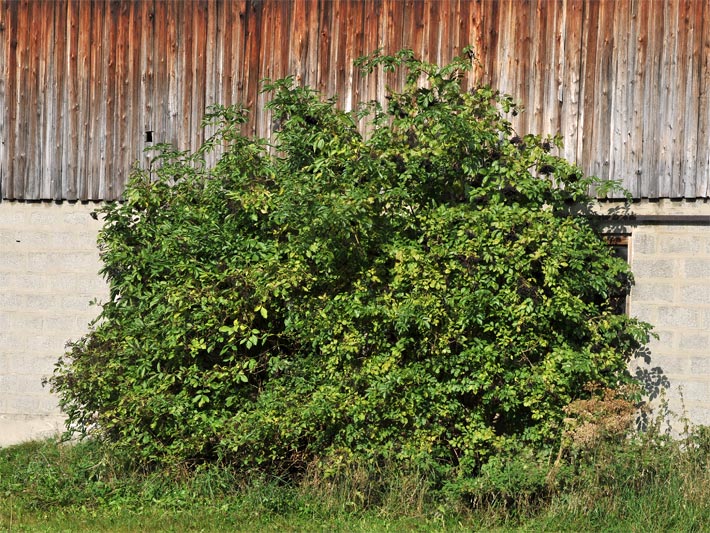 Kleine Hecke mit Schwarzem Holunder, botanisch Sambucus nigra, verwachsen mit Efeu, botanisch Hedera helix, an der Wand eines Bauernhofes im Spätsommer