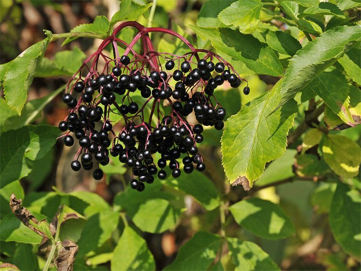 Blätter und schwarze Beeren von einem Schwarzen Holunder
